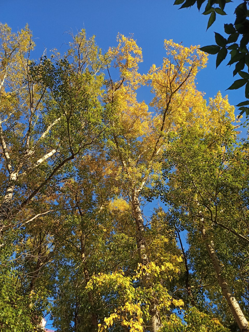  в LOOKY — публикация