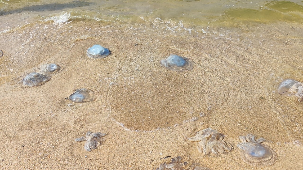Азовское море