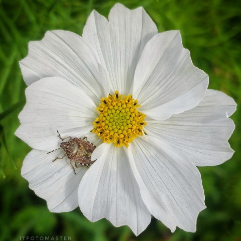 ITfotoMaster в LOOKY. #космея,#ромашка,#лето,#август,#подмосковье,#дача,#растение,#цветок,#белый,#смартфото,#красотаспасëтмир,#мобильноефото,#вижукрасотувовсем. Космея...
#космея #р...