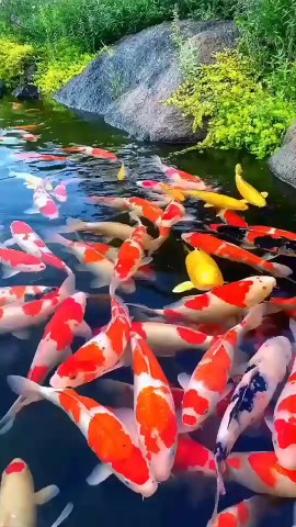 _Balleriana_ в LOOKY. #карпы,#природа,#looky. Карпы кои 🐟🎏#рыбки...