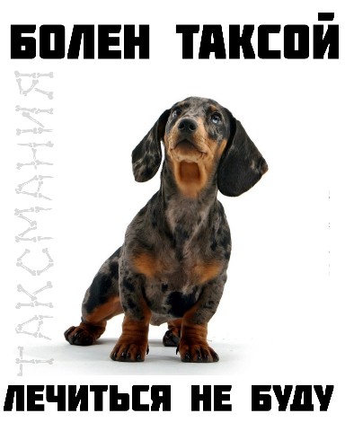 Таксмания в LOOKY. #такса,#таксмания,#позитив,#таксыблогеры,#таксизм,#таксалучшаясобака,#doxie,#такстусовка,#таксятники,#Deckel,#утро,#Lookydoxie,#Looky,#LOOKY_топ. Всем хрошего настрое...