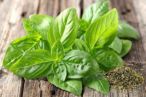 MicroGreens from Ladymari в LOOKY. . 🌿🥑🌿🥑🌿🥑🌿🥑🌿🥑...