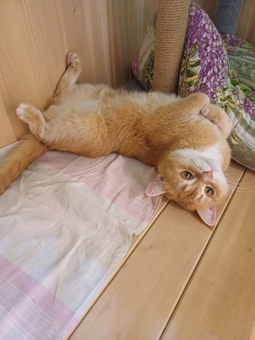 Юлия Марышева in LOOKY. #кот. #кот на чиле#баня-ег...