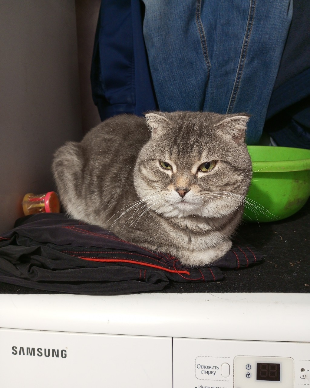 moskaandmax в LOOKY. . Здравствуйте, котики...