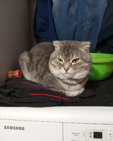 moskaandmax в LOOKY. . Здравствуйте, котики...