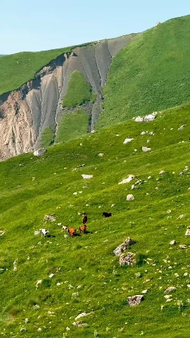 Looky73 в LOOKY — Табун на летних высокогорных пастбищах.
🗻Село Цыйша, Кулинс