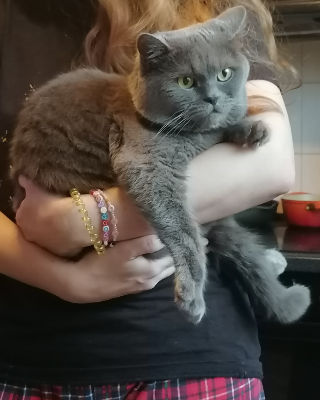 #экоперспектива
 Складной кот 🙂🐱