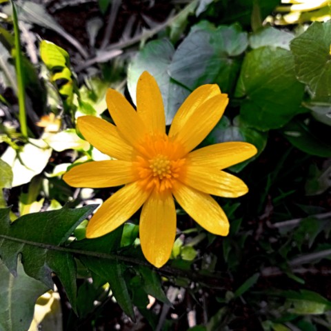 volkov в LOOKY. #цветы,#flowers. #цветы #flowers