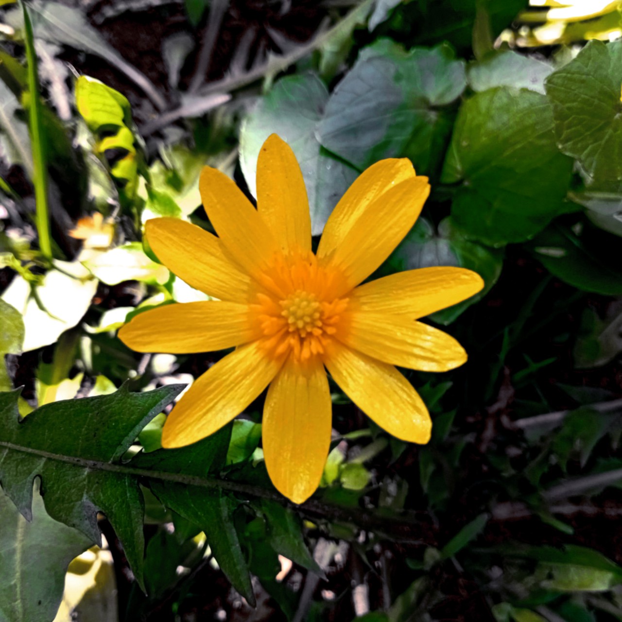 #цветы #flowers