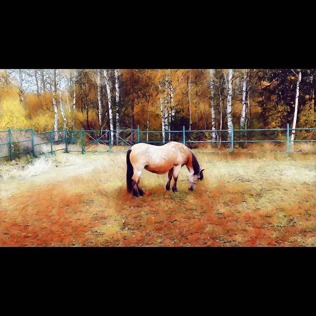 victoriaserbul_horse в LOOKY. #лошадиинстаграм,#Лошади,#Лошадижизнь,#лошадилюбовь,#лошадицитаты,#лошадиосень,#horseinstagram,#horse,#horselife,#horselove,#horseaurumn. Через двадцать лет в...