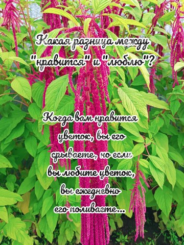 Looky_1690939111342 в LOOKY. . 