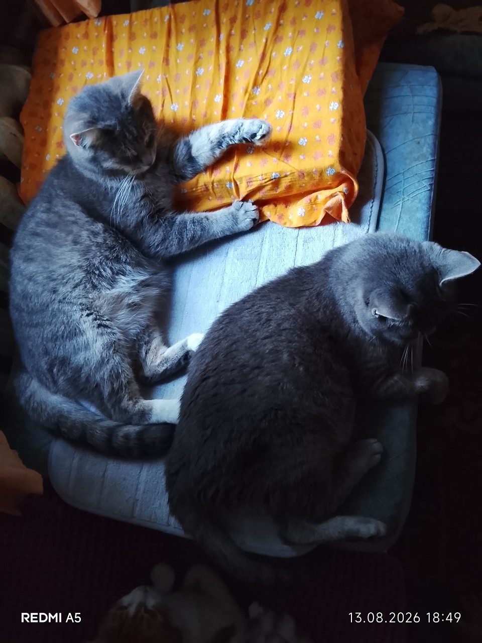 LComtesse в LOOKY — #котовасия#моикотымоебогатство#котомоРдель#безфильтров#юлик#