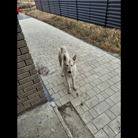 Looky_177231578172173 в LOOKY. . Друган просто он мор...