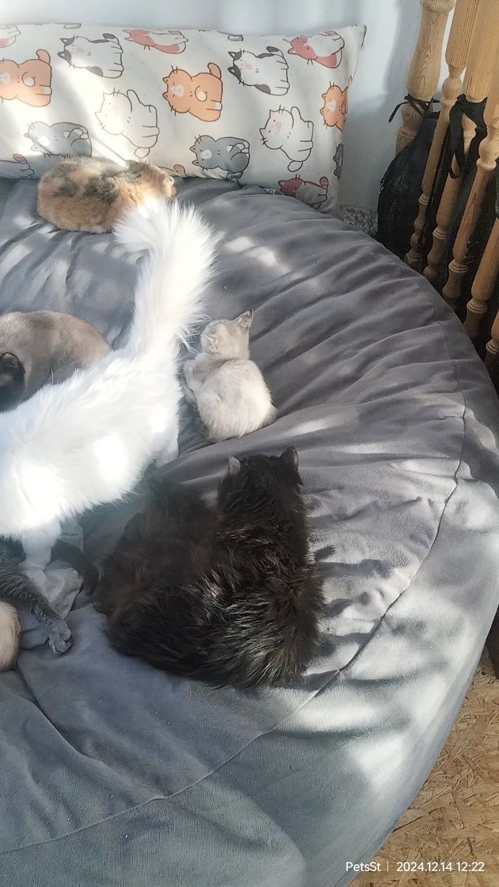 PetsStalkerS in LOOKY. #милота,#новостипрайда. Новая лежанка котика...