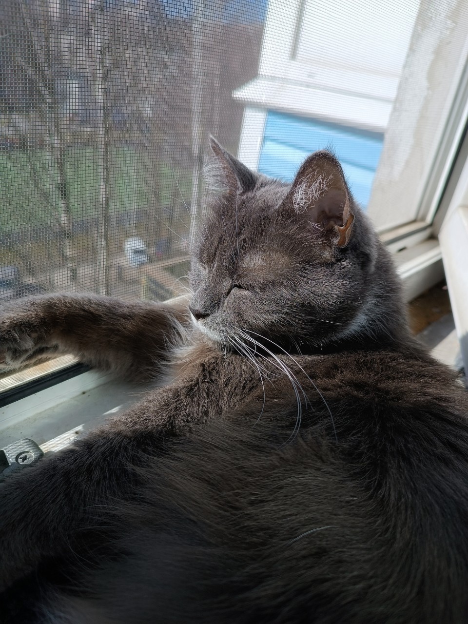 valeri_pv_vladi в LOOKY — Пуся 😺
#котики #блогер #апрель #весна #вечер #питер [#looky
