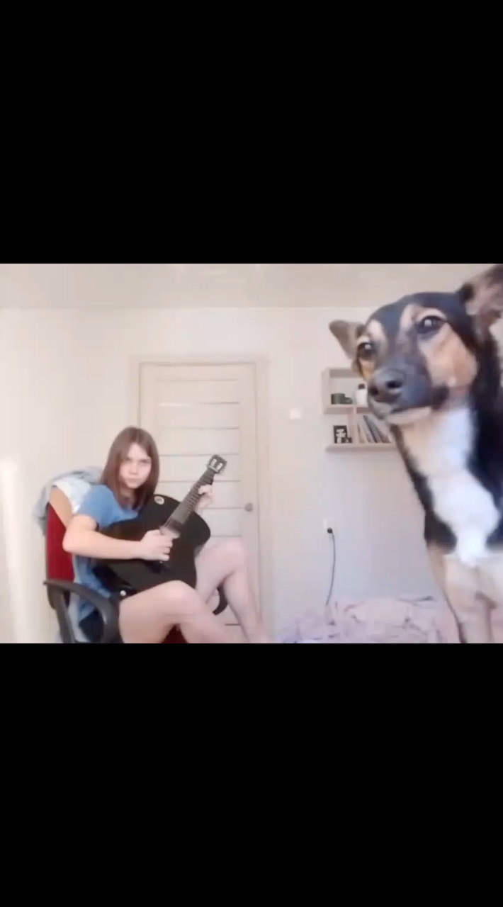 katyavolter85 в LOOKY. . Моя собака умеет пет...