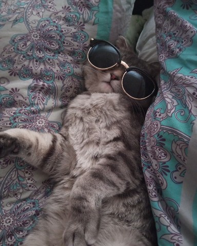 moskaandmax в LOOKY. . Доброе утро, котики!...