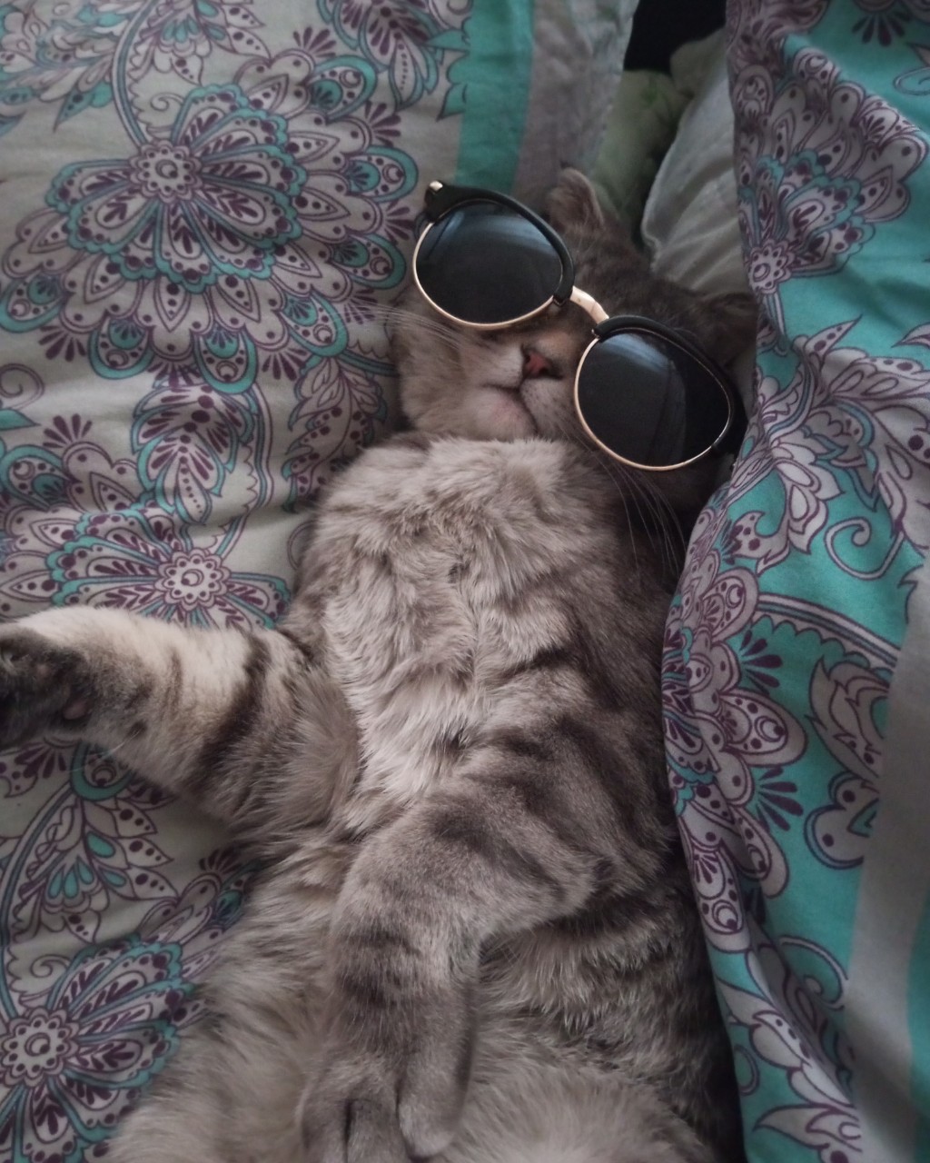 moskaandmax в LOOKY. . Доброе утро, котики!...