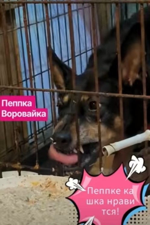 Они навряд ли найдут дом, но они не хуже других! 
 
Злата модница  и 
Пеппка воровайка 

На сегодня нужна крупа - покупаем по мере поступления средств - помалу. 

Все вопросы лучше вечером 89124856495 Лена или 89028059780 Миша или прямо в комментариях под постом.