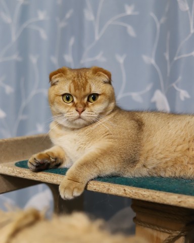 Наталья в LOOKY. #кошка,#жизнькота,#шотландскаявислоухая,#scottishfoldcat,#cat,#catworld,#funnycat,#catphotography. Симба
#кошка #жизньк...
