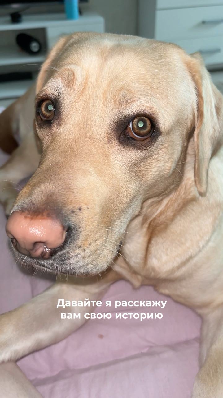 На связи лабрадор Бен-Бен в LOOKY. #263835222,#255212157,#276247301. Обязательно смотрите...