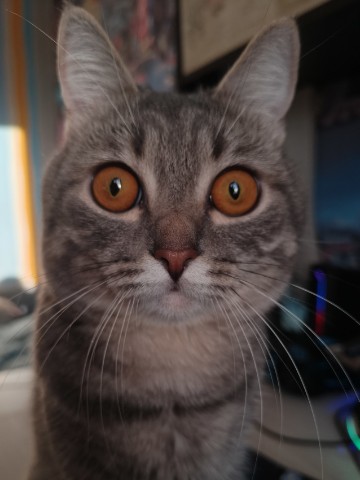 Dasha в LOOKY. . 💜😻💜