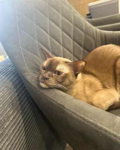 Кибер котлета в LOOKY. . 