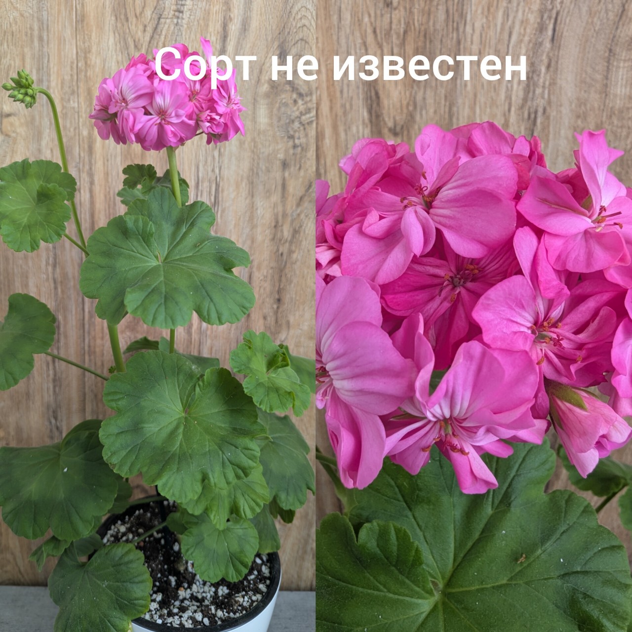 Алекса3105 в LOOKY — фото 3