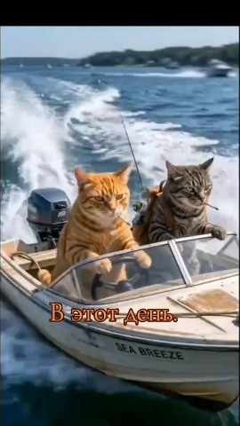 bimurzel в LOOKY — публикация