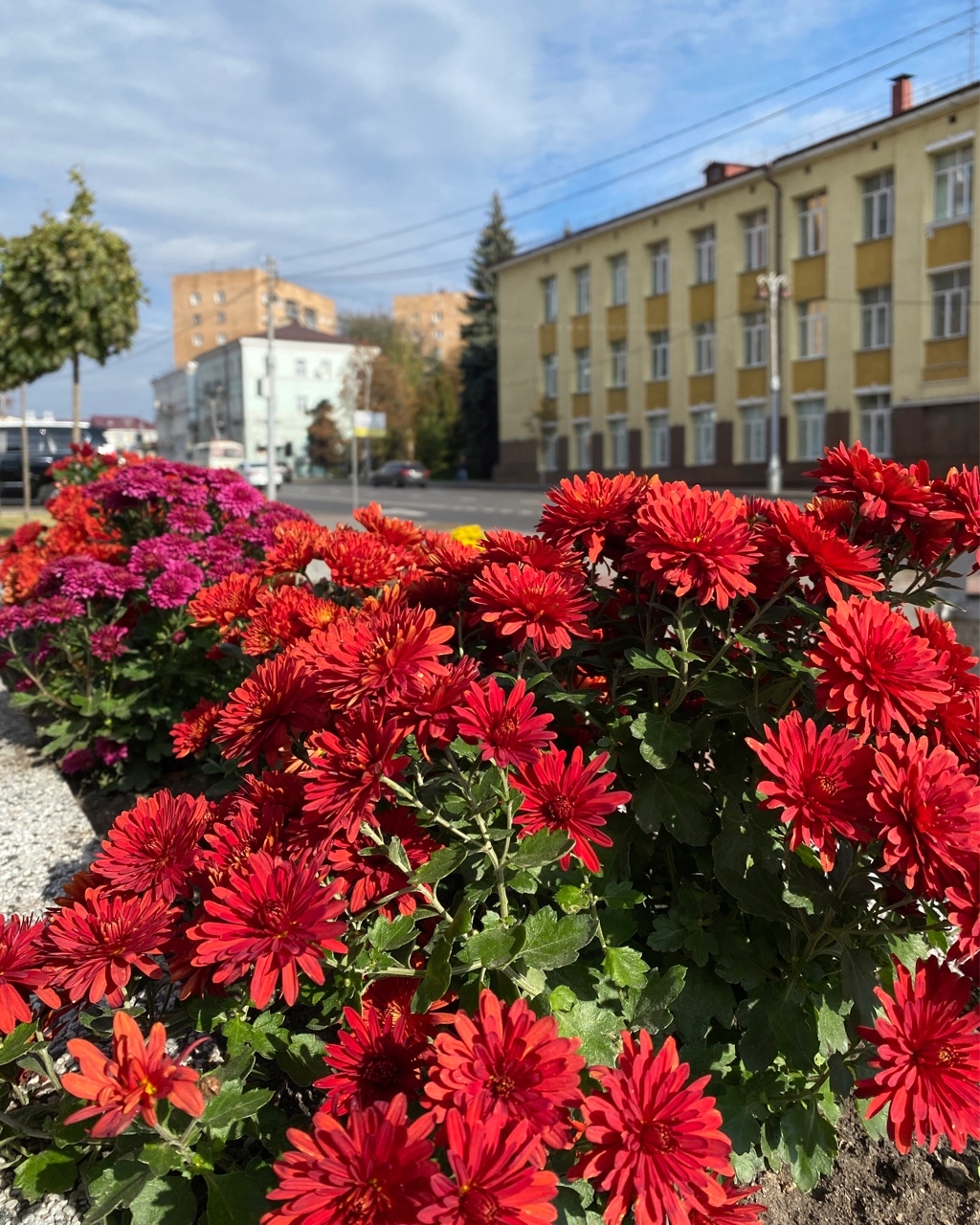 Последние теплые денечки в городе. #осень #октябрь #осеньвгороде #солнечныйдень #теплыйдень #хризантемы 15.10.2023