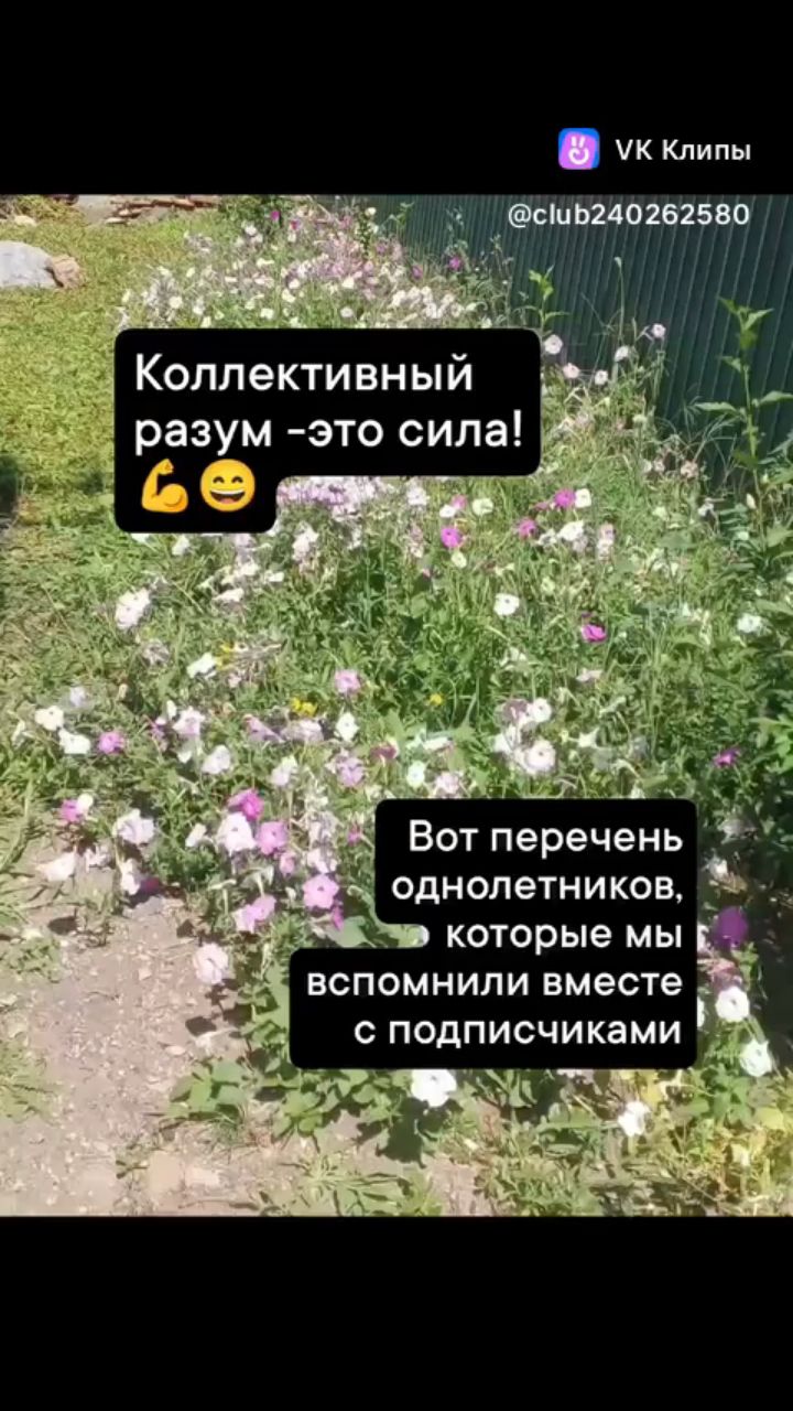 Зеленые пальцы в LOOKY. #однолетники,#лето2027,#моизеленыепланы. #однолетники #лето20...