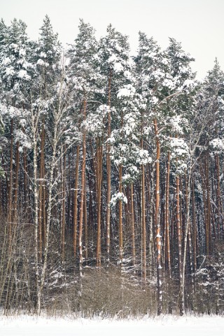 poboruev_landscape в LOOKY. #природа,#зима,#снег,#бор,#сосновыйбор,#сосны,#лес,#деревья,#стволы,#фотоприроды,#природноефото. А зима будет большая...