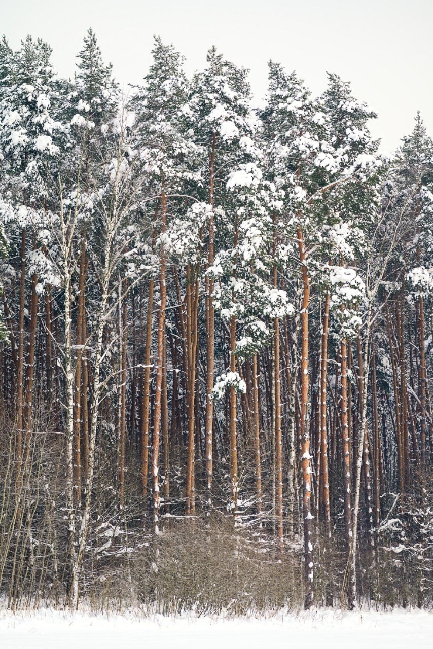 poboruev_landscape в LOOKY. #природа,#зима,#снег,#бор,#сосновыйбор,#сосны,#лес,#деревья,#стволы,#фотоприроды,#природноефото. А зима будет большая...