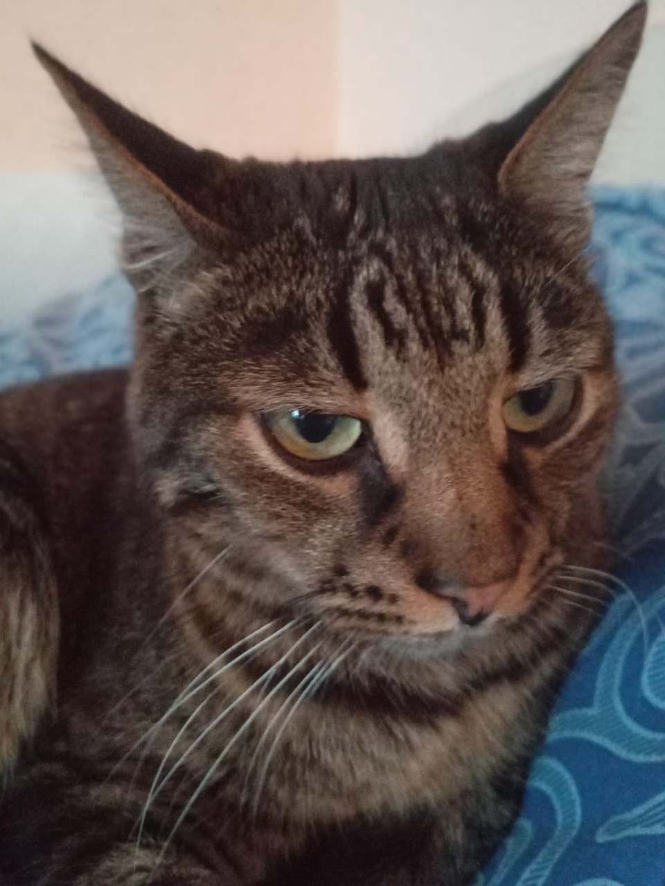 Вот и закончился мой дачный отдых#котик #котэ #просто_кузьма #отдых #питомец #любимец