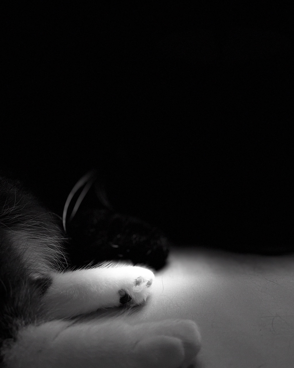 Спонтанная ночная фотосессия для Муси Масюси 🖤🤎🩶🤍

[#кошечки ](кошечки)[#котики ](котики)[#фотосет ](фотосет)[#осимхаим ](осимхаим)