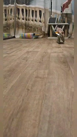 tv_mow_led in LOOKY. . [#catsofinstagram](c...