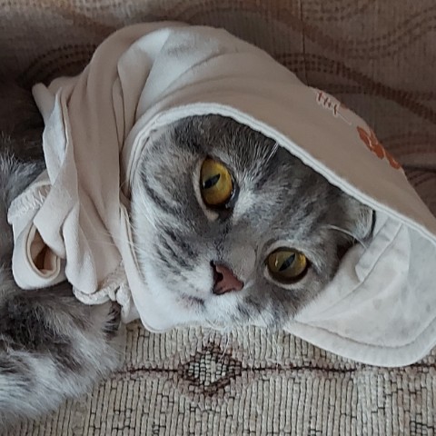Мусиндра в LOOKY. #муся,#мусиндра,#куклачтоли. Зачем они меня наряж...