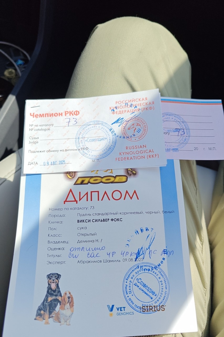 Наталья в LOOKY — Наш последний диплом Викси Сильвер Фокс 🔥🔥🐩 в этом году.
