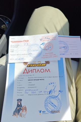 Наталья в LOOKY. #пудель,#пудельбольшой,#пуделькороль,#пудельстандарт. Наш последний диплом...