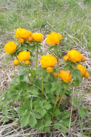 nataliyaro149 в LOOKY. . Лето, жарки