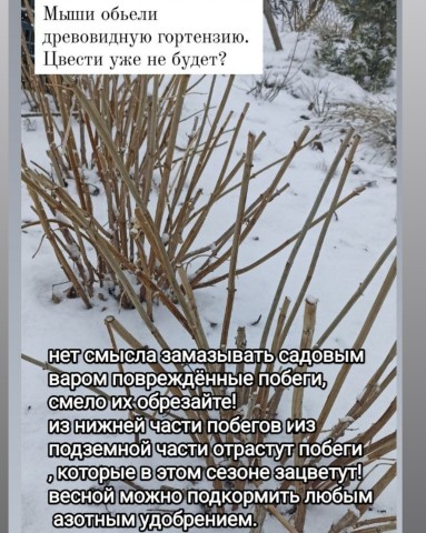 florasad_vera в LOOKY. . Отвечаю на ваши вопр...