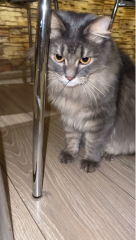 taik19.12.19 в LOOKY. . 😸😸😸