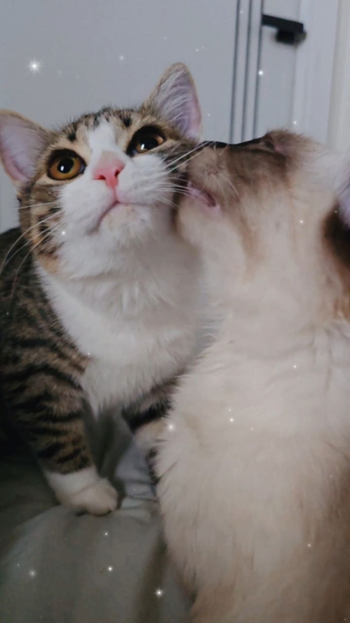 Catt в LOOKY. . Милка с Дашкой 💖
Ка...