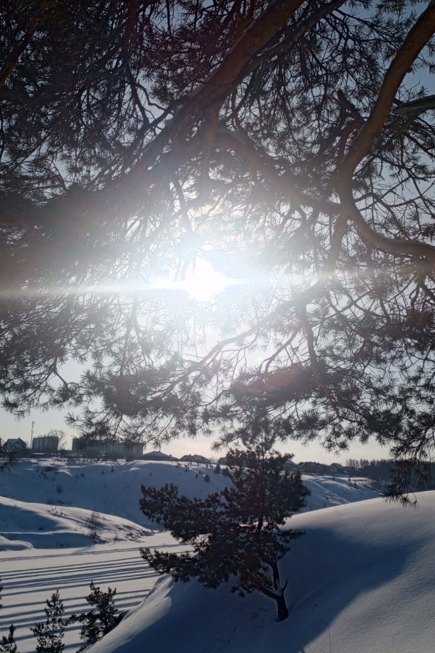 Яркое солнце🌞🌞🌞
[#солнце ](солнце)
[#лес ](лес)