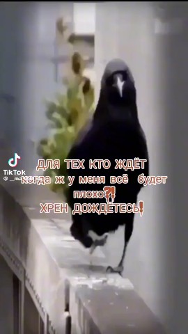 Looky_172475273552881 в LOOKY. . 