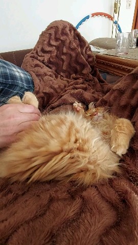 Simba в LOOKY. #meinkun,#котенок,#мейнкункотенк. Такое счастье  , ког...