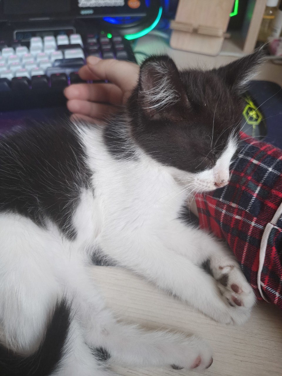 Dasha в LOOKY — Работаешь? Играешь? Мне без разницы 😼