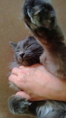 Nalex в LOOKY. #коты,#кошки,#питомцы,#котики. Любимый котик. #коты...