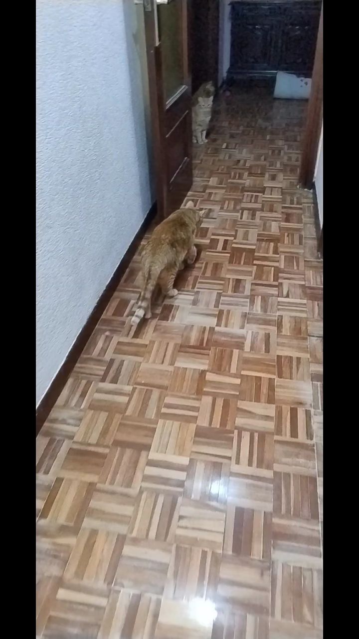 ARIANA в LOOKY. . Ночные игры с котика...