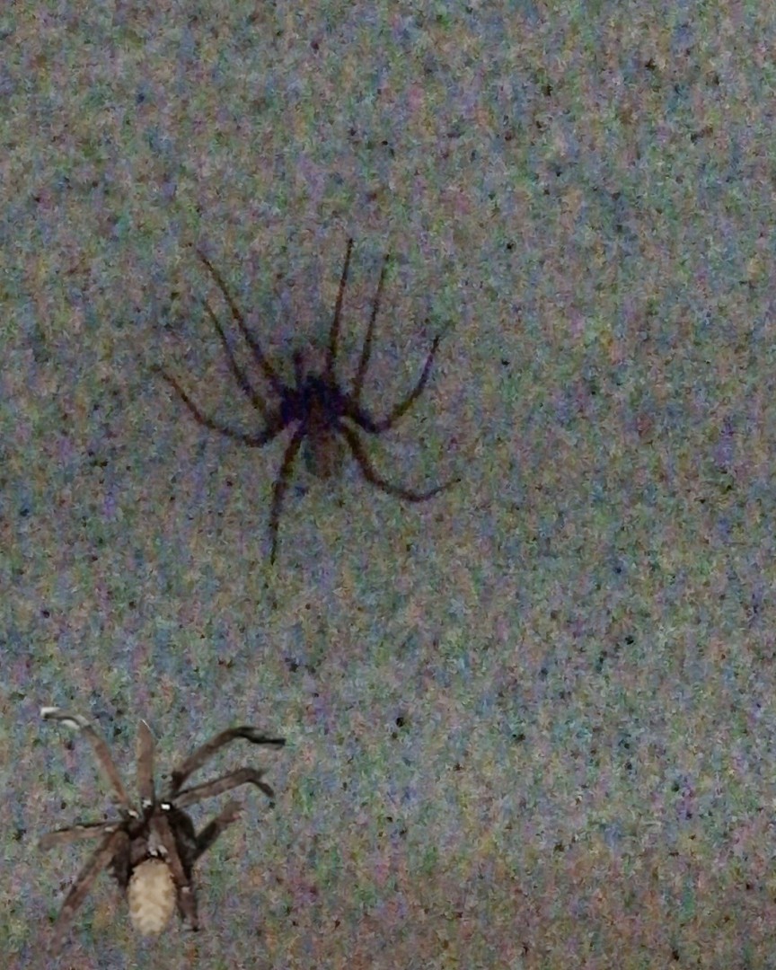 Жорик вернулся😁😁🕷️✨